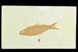 Fossil Fish (Knightia) - Green River Formation #122899-1
